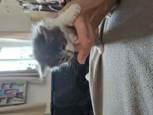 Main Coon Kitten