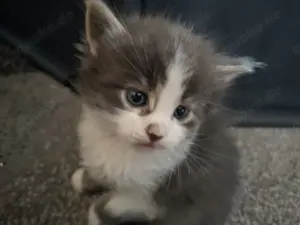  Traumhafte Main Coon Kitten