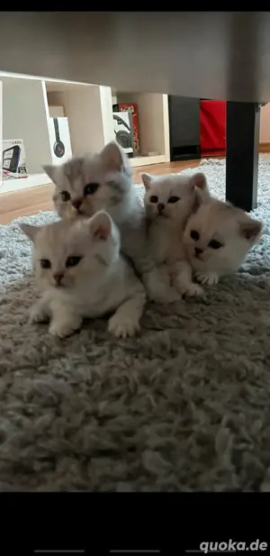 Reinrassige BKH Kitten   Silver Shaded   mit blauen Augen