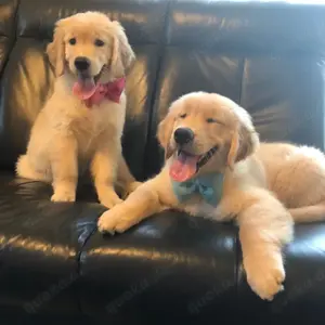 Golden Retriever welpen