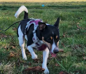 Jack Russel Rüde