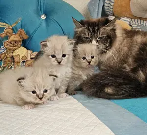 Neva Masquarade &Sibirische Katze mit Stammbaum  Bild 8