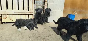 Hirtenhunde Welpen zu vermitteln 