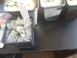 Kakteen Ariocarpus
