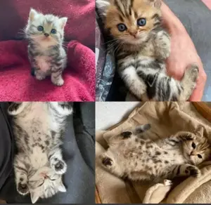 Britisch Kurzhaar BKH Kitten in gold und Silber Stammbaum
