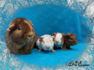 Abgabe Meerschweinchen US Teddy und Glatthaar ,Kastrat und Weibchen