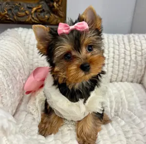 Diese kleinen, wunderschönen Yorkie-Welpen sind nun bereit, in die Welt hinauszugehen