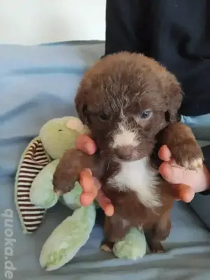 Aussiedoodle 