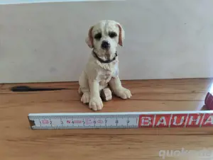 Hundefigur