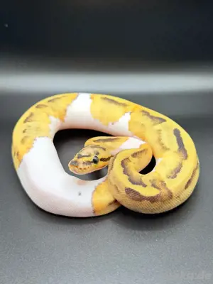 Königspython Enchi Pastel pos Vanilla Pied
