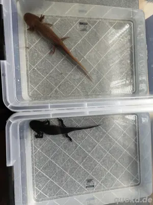 Axolotl Pärchen abzugeben