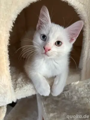Suche eine Zweitkatze