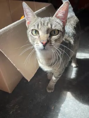 Lieber FIV positiver Bobo sucht seine Familie oder Pflegestelle Bild 2