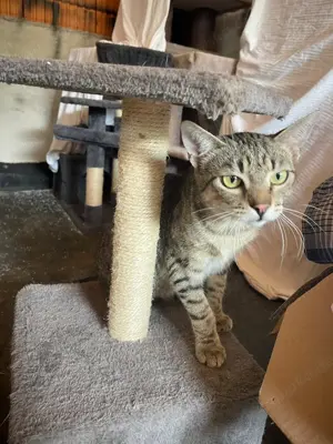 Lieber FIV positiver Bobo sucht seine Familie oder Pflegestelle Bild 5