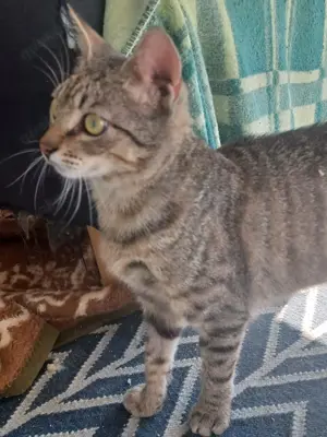 Lieber FIV positiver Bobo sucht seine Familie oder Pflegestelle Bild 3