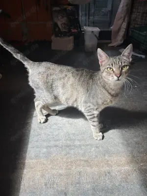 Lieber FIV positiver Bobo sucht seine Familie oder Pflegestelle Bild 4