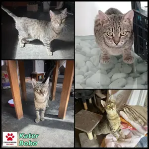 Lieber FIV positiver Bobo sucht seine Familie oder Pflegestelle Bild 6