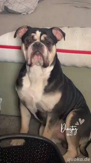 Old englisch Bulldog 11 Monate alt 