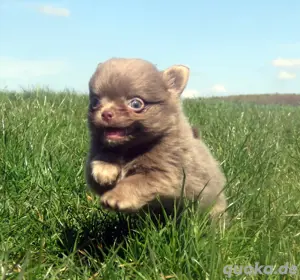 Bildschöner typvoller XXS Mini Chihuahua Welpen Rüde in lilac 
