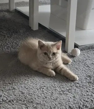 Bkh Kitten mit Stammbaum 