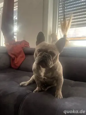 Deckhund Französische Bulldogge