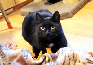 Abby   Verspielte Motte sucht Katzenflüster in 