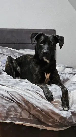 Deckrüde Cane-Corso   Belgischer Schäferhund 