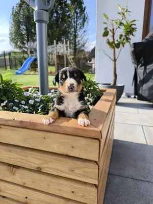 Entlebucher Sennenhund Welpen 
