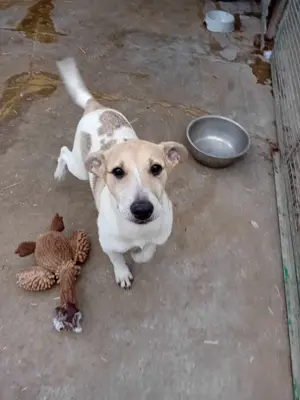 Dalia bedeutet Glück - das sucht sie jetzt dringend Bild 2