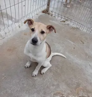 Dalia bedeutet Glück - das sucht sie jetzt dringend Bild 3