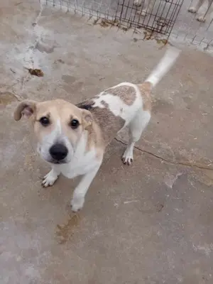 Dalia bedeutet Glück - das sucht sie jetzt dringend Bild 8