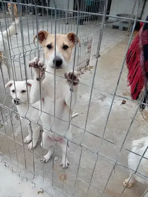 Dalia bedeutet Glück - das sucht sie jetzt dringend Bild 5