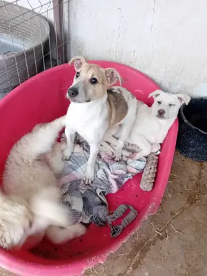 Dalia bedeutet Glück - das sucht sie jetzt dringend Bild 6