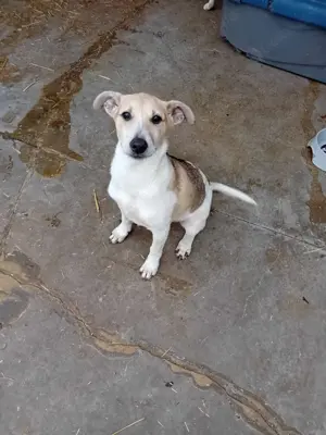 Dalia bedeutet Glück - das sucht sie jetzt dringend Bild 7