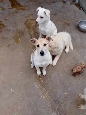 Dalia bedeutet Glück - das sucht sie jetzt dringend Bild 4