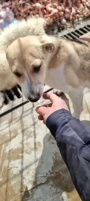 Dalia bedeutet Glück - das sucht sie jetzt dringend Bild 10