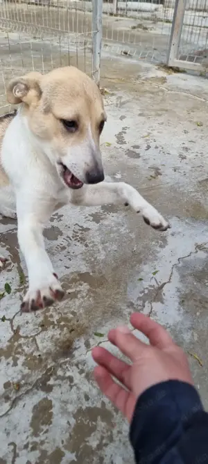 Dalia bedeutet Glück - das sucht sie jetzt dringend Bild 9