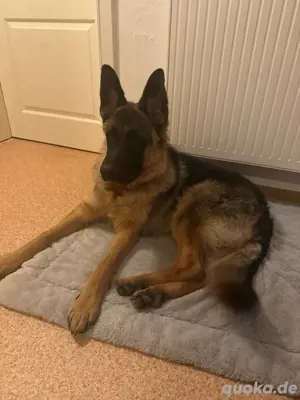 liebevoller deutscher schäferhund abzugeben
