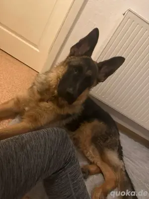 deutscher schäferhund in liebevolle hände