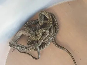 Elaphe climacophora kunashir