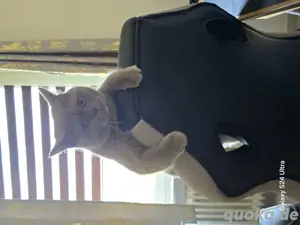 Suche ein neues Zuhause für eine Katze. Er ist ein Rüde britischer Abstammung und seine Mutter und s