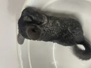 Chinchilla Bock, grau schwarz
