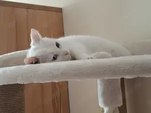  Rosalie   Zarte Kirschblütenkatze sucht ein liebevolles Zuhause 