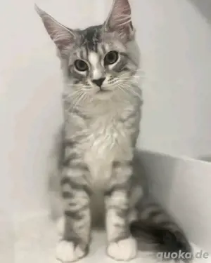 Maine Coon bereit für die Vermittlung