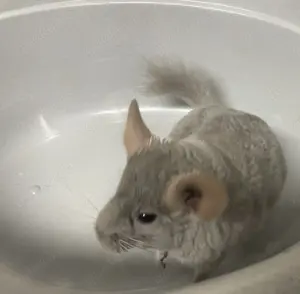 Chinchilla Bock, grau