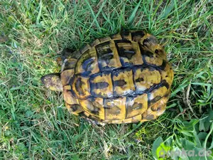 1.2 Testudo hermanni boettgeri