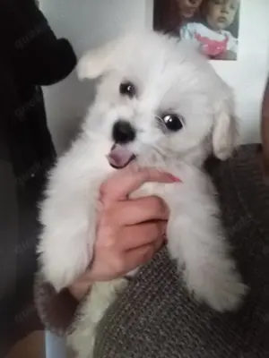 Mini malteser Weibchen 