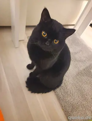 Deckkater zu verkaufen 