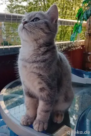BKH Kater....