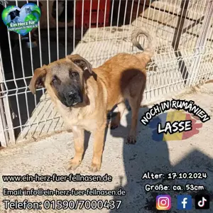 Welpenbube Lasse sucht Familie